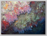 Promontorio dell'Argentario: Scoglio del Corallo. Qui ad una profondità di 24 metri si trova corallo in abbondanza da qui il nome dello scoglio.