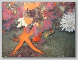 Isola d'Elba: una stella di mare tra il corallo.