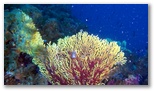 Pesci del Mediterraneo - Il Coralligeno