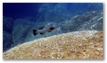 Pesci del Mediterraneo - La Cernia