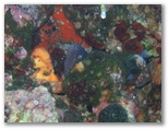 Pesci del Mediterraneo - La Murena